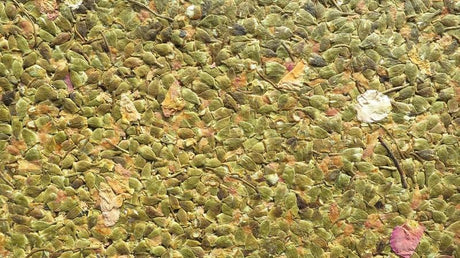 Organic Decorative Coatings - Organic materials bonded with a bio-based binder-Material Sample Shop