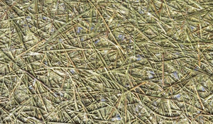 Organic Decorative Coatings - Organic materials bonded with a bio-based binder-Material Sample Shop